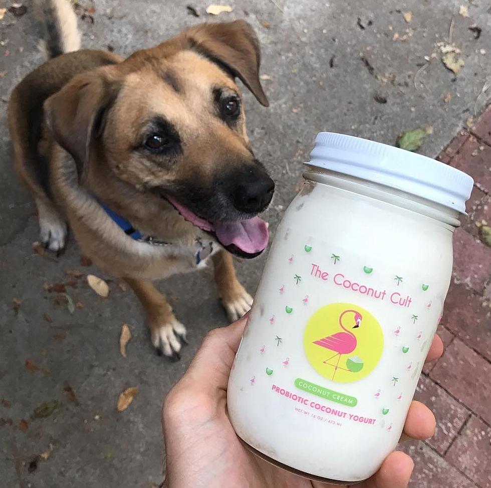 The Coconut Cult Dairy-Free Yogurt