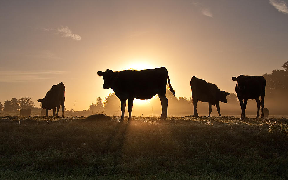 20 Livestock Companies Produce More Emissions Than 3 Major Countries