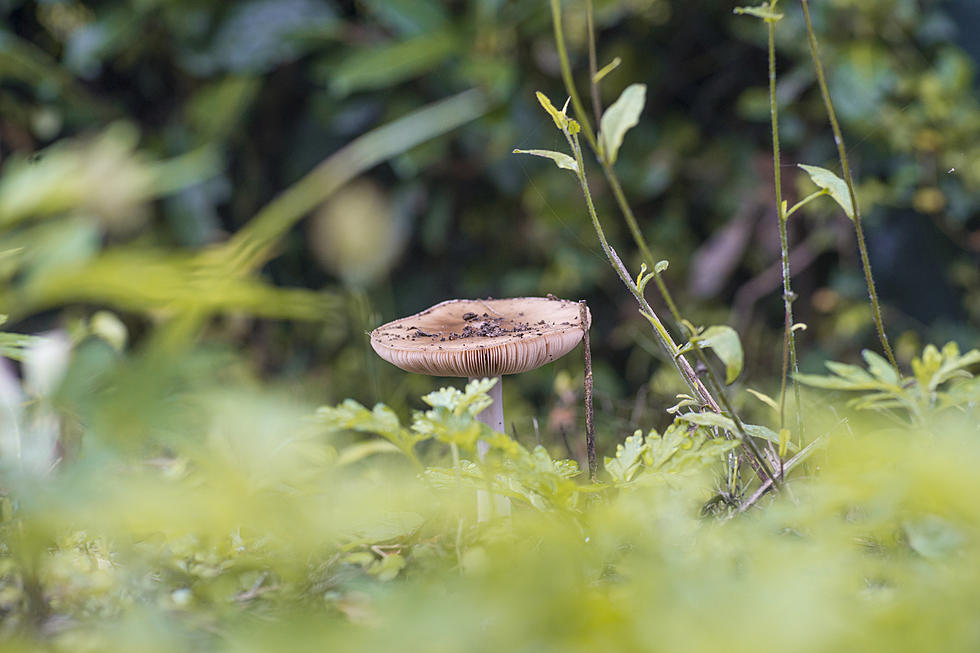 The Best Immune-Boosting Mushrooms to Fight Off Infection and Help You Sleep