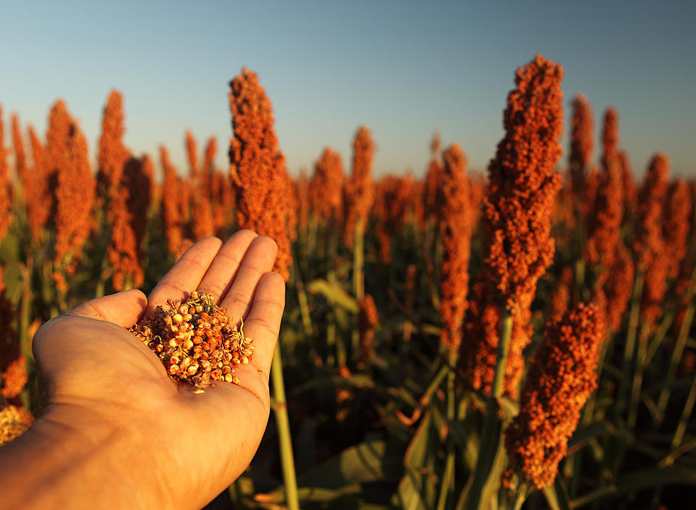 Could This Everyday Crop Be the Key to Combatting Climate Change?