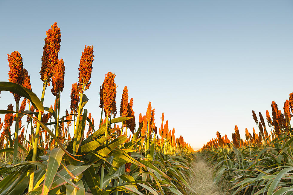 5 Reasons You Should Be Eating Sorghum. First: It&#8217;s Packed With Protein