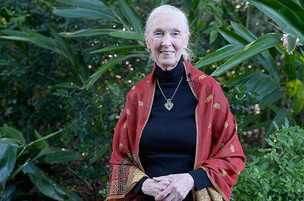 Jane Goodall to Narrate New Documentary About Cell-Based Meat
