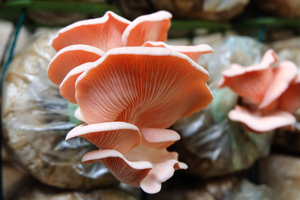 5 Reasons to Watch <em>Fantastic Fungi</em> and Add Mushrooms to Your Diet