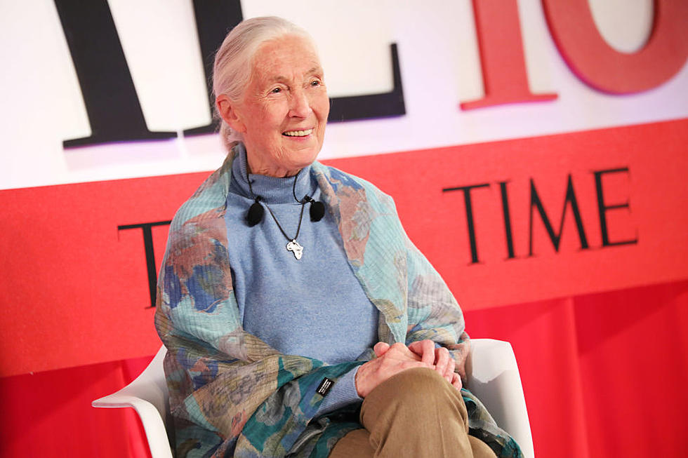 Jane Goodall Says &#8220;Animal Gifting Campaigns&#8221; Are Harmful