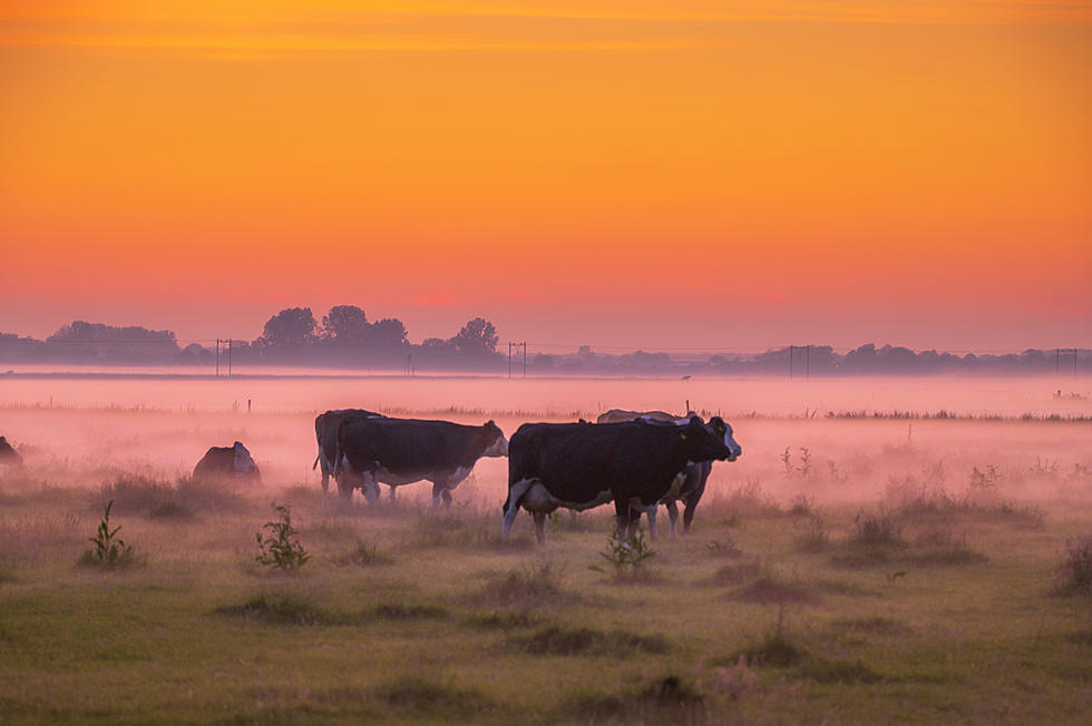 Greenpeace Calls Out Meat Industry For Lack of Sustainability