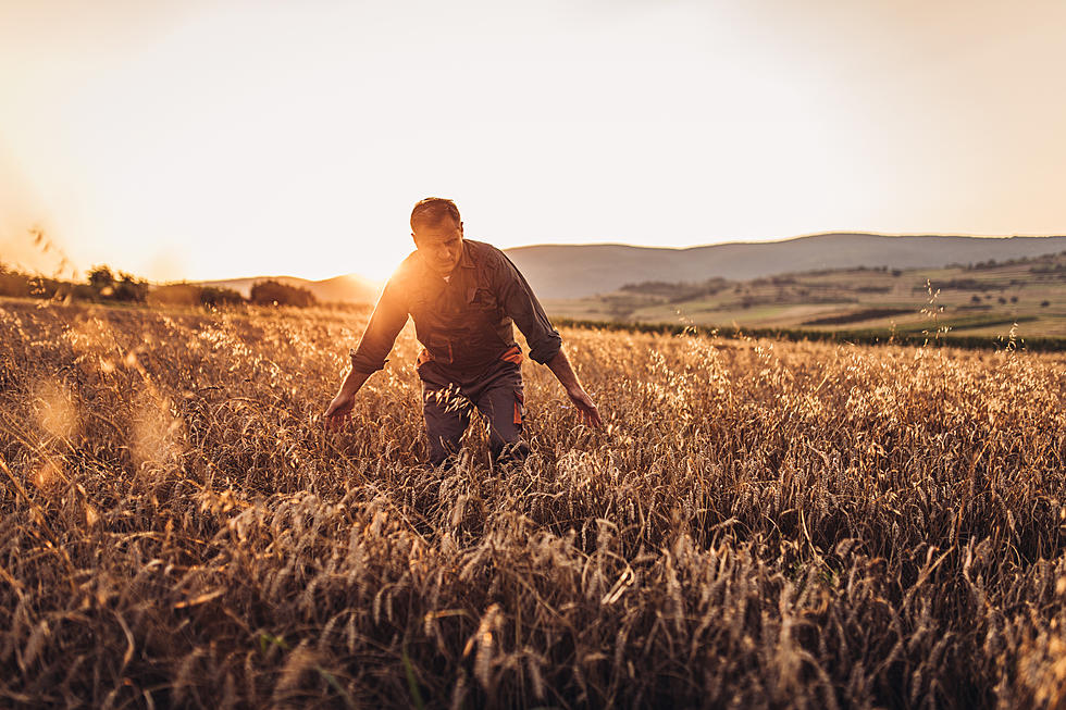 Biden Pledges $1 Billion to Meat Farmers. Why Not Invest in Plant Protein?