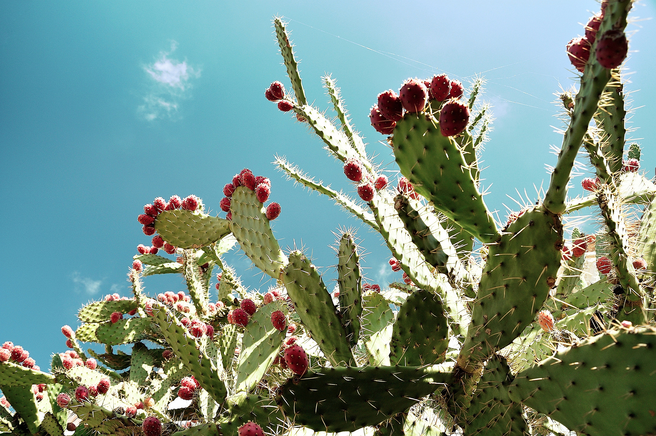 17. Can Cacti Be Used For Medicinal Purposes?