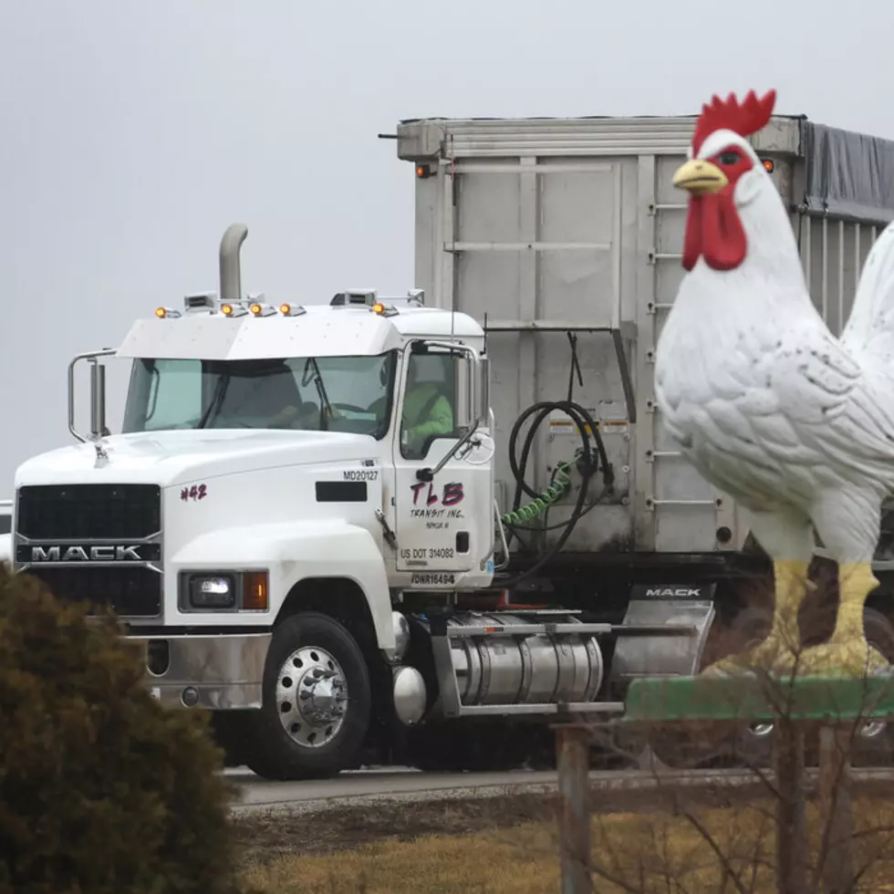 Can You Get Avian Flu by Eating Chicken? Here’s What You Need To Know