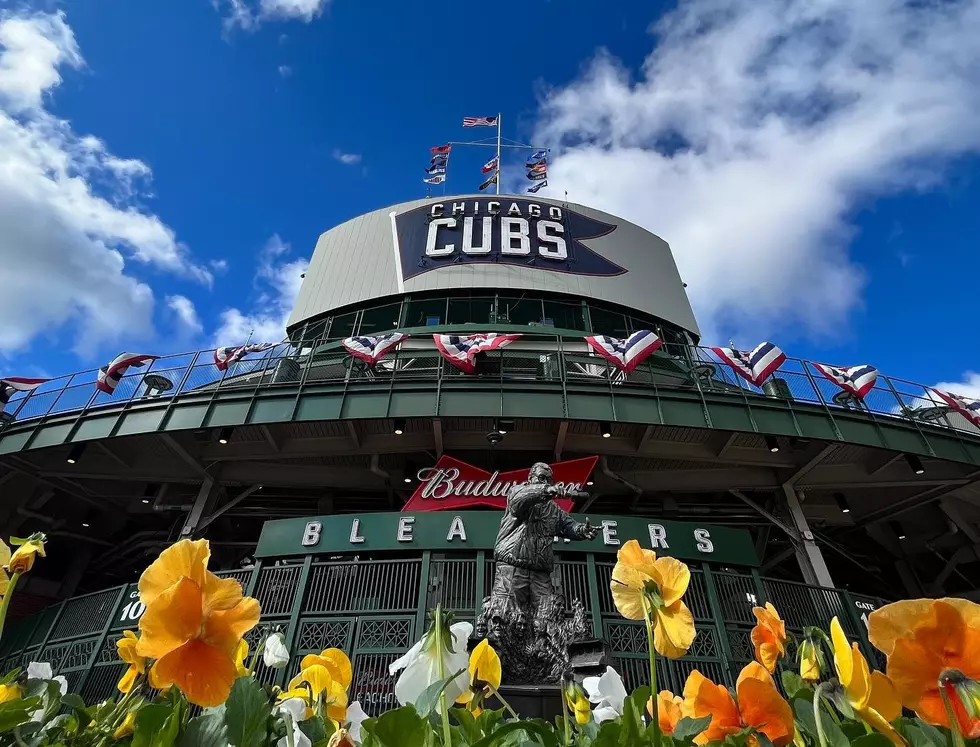 Historic Wrigley Field Delights Chicago Cubs Fans with New Plant