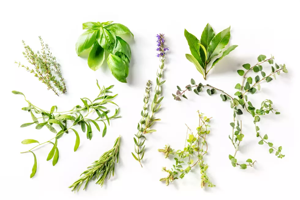 7 Herbs Scientifically Proven to Fight Allergies Naturally, According to Studies