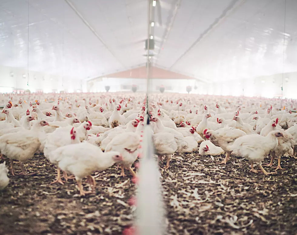 Here’s How Factory Farming Threatens Our Food Security