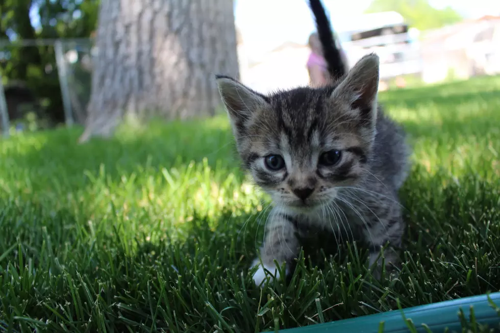 Free Cat Adoptions This Week At Twin Falls Animal Shelter