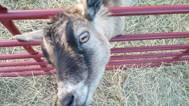 Can We Talk About How 100 Goats Terrorized A Boise Neighborhood?