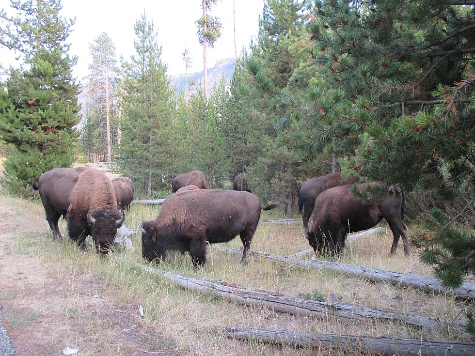 Yellowstone Bison Slaughter Protester Pleads Guilty