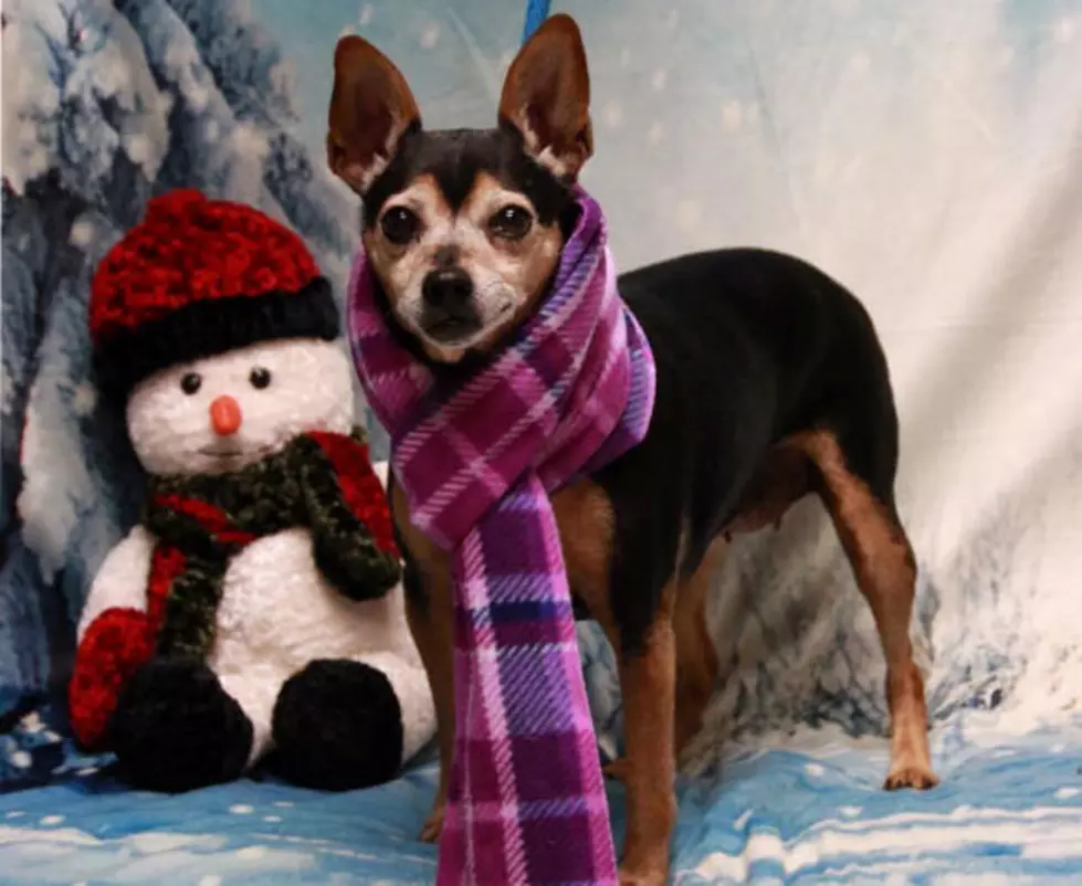 KOOL Kritter Nadine Is A Spicy Chihuahua Looking For A Home