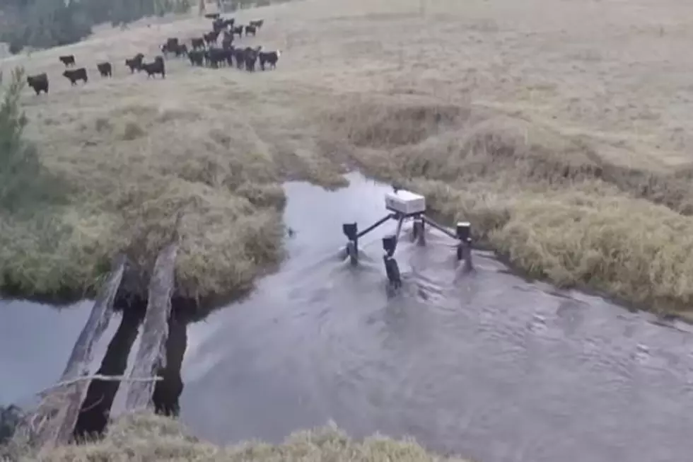 Would Any Idaho Ranchers Hire A Robot Cowboy?