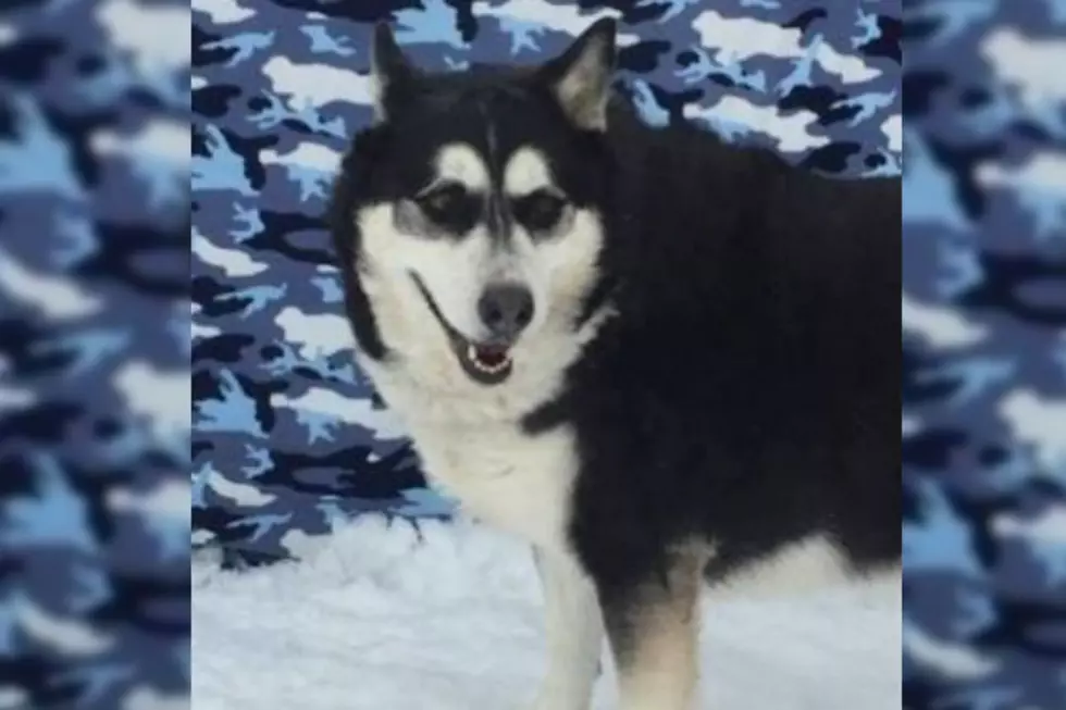 Sasha Is A Siberian Husky Grandma Looking For  A New Home