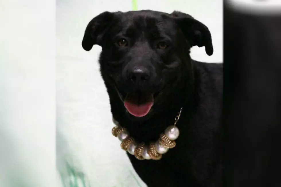 KOOL Kritter Kendra Is A Lab In Need Of Love
