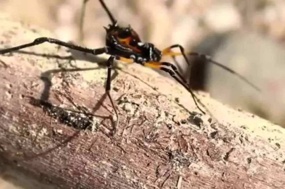 YouTube Video Claims Idaho Dogs Are Disappearing Due To Giant Spiders