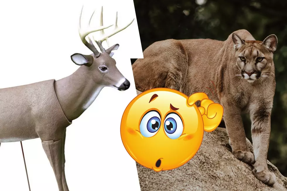 Idaho Mountain Lion Get Confused By A Deer Decoy