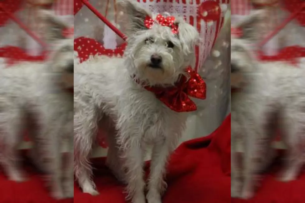 Beautiful White West Highland Terrier At Twin Falls Animal Shelter