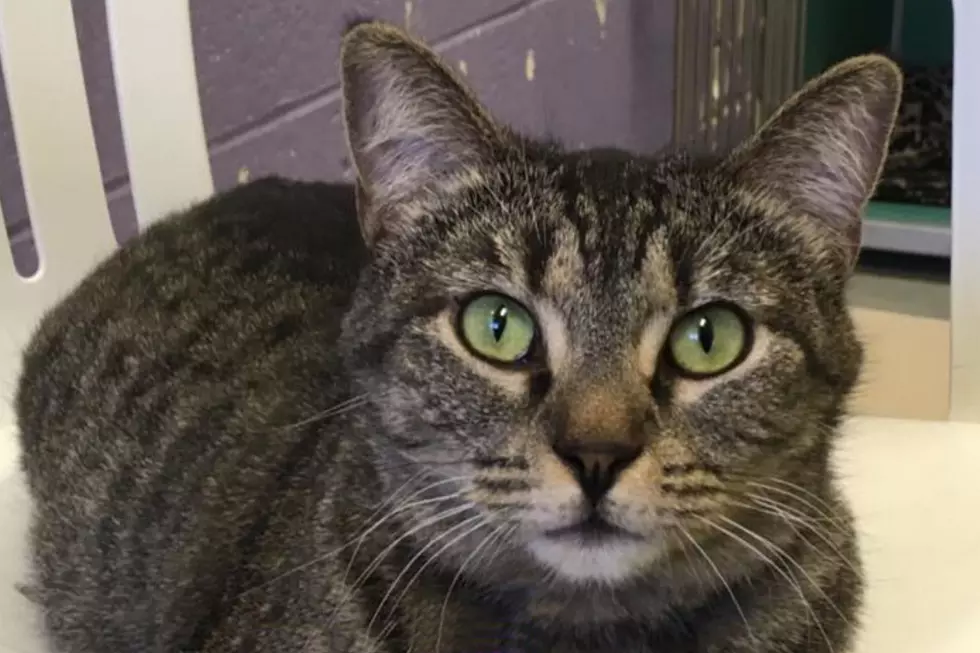 $9 Cat Adoptions At Twin Falls Animal Shelter