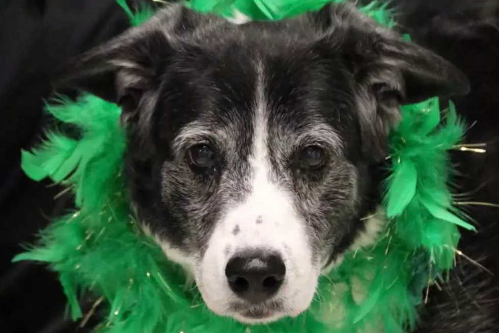 This Old Dog Is Needing a New Idaho Home