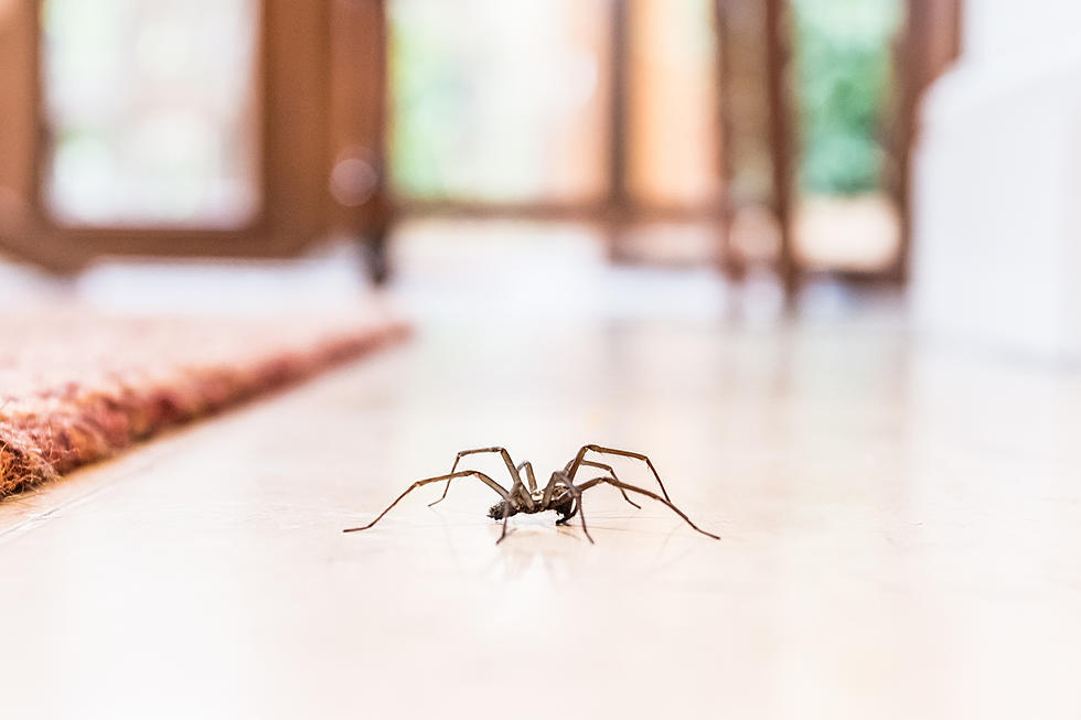 How Do You React When You Find A Spider In Your Home