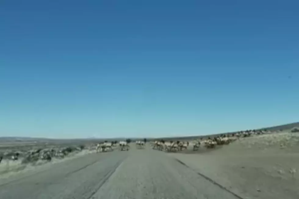 Massive Herd Of Elk Crosses Idaho Highway