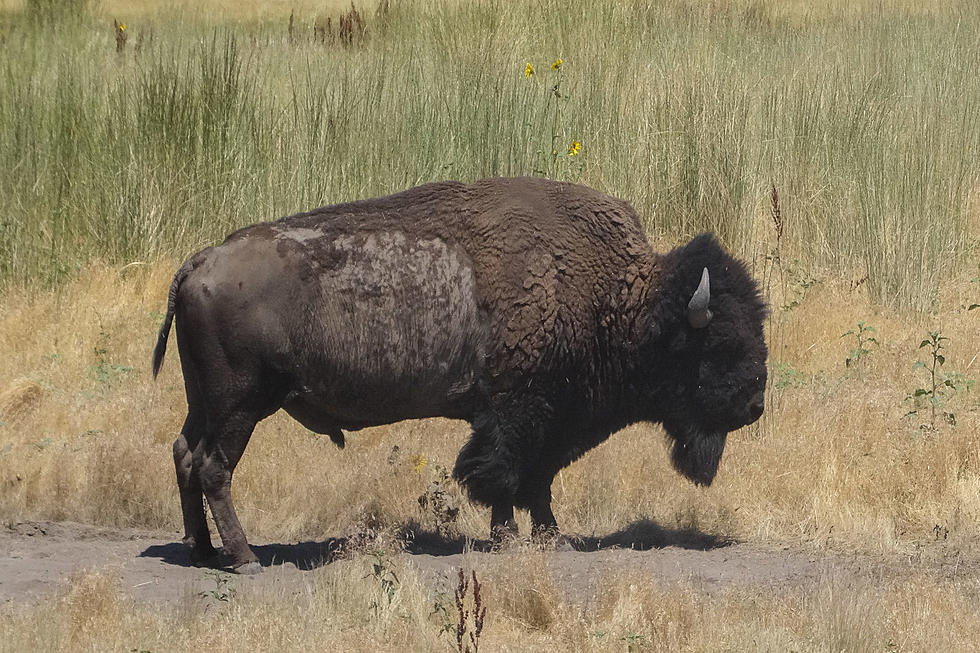 National Park Service Shares Funny Graphic On How To Pet Wild Animals