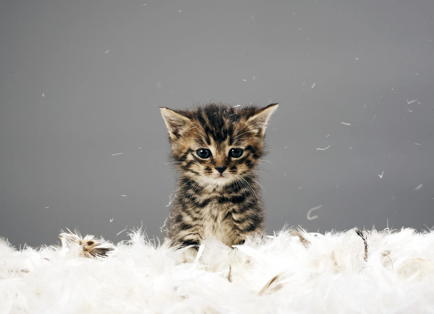 kittens for sale animal shelter