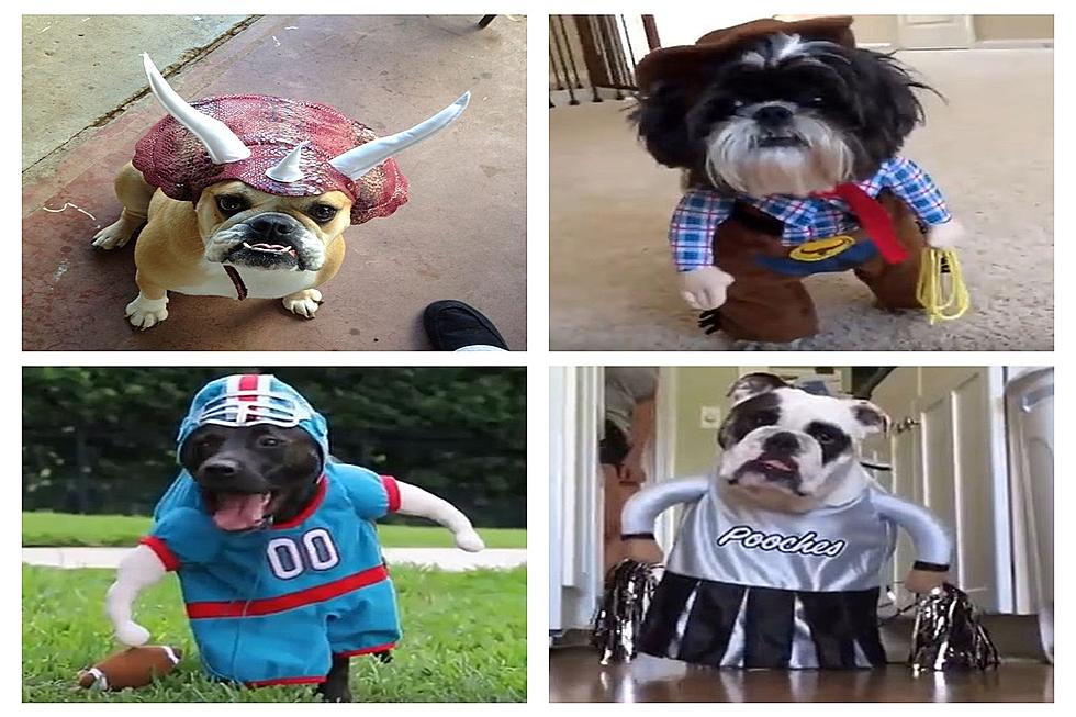 Here Are Some Top Dog Halloween Costumes For Twin Falls Owners