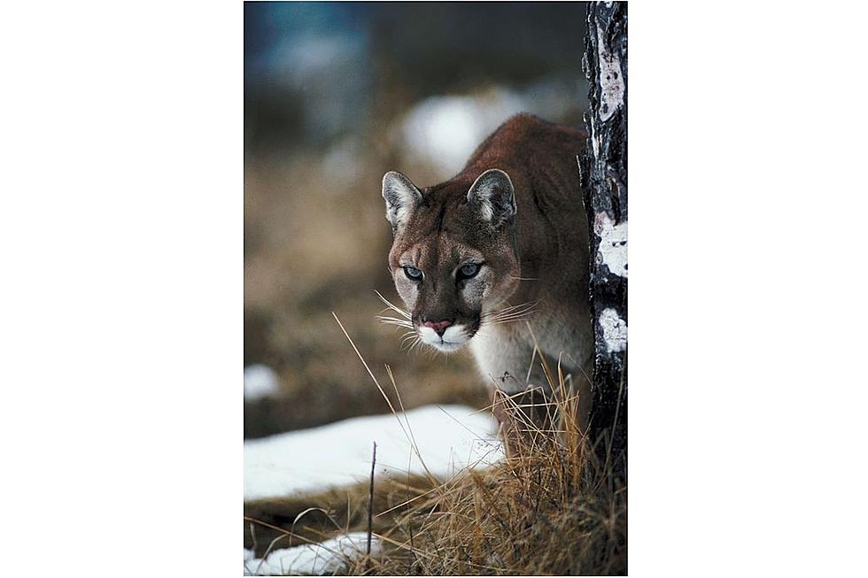 One Dog Killed, Another Pet Injured by Mountain Lions In Wood River Valley