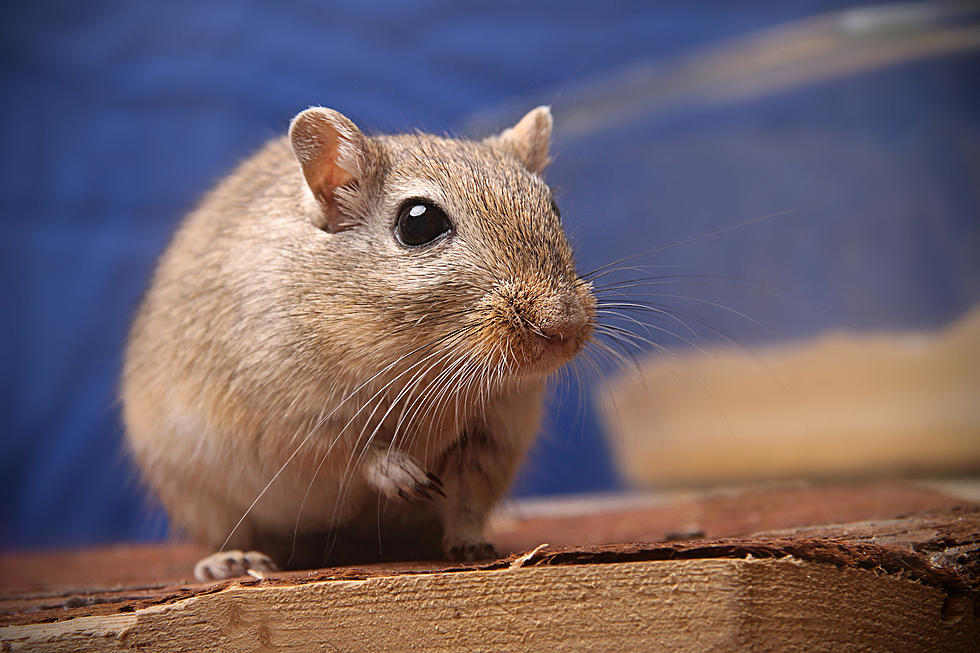 Southern Idaho Middle School Dealing With Mouse Problem