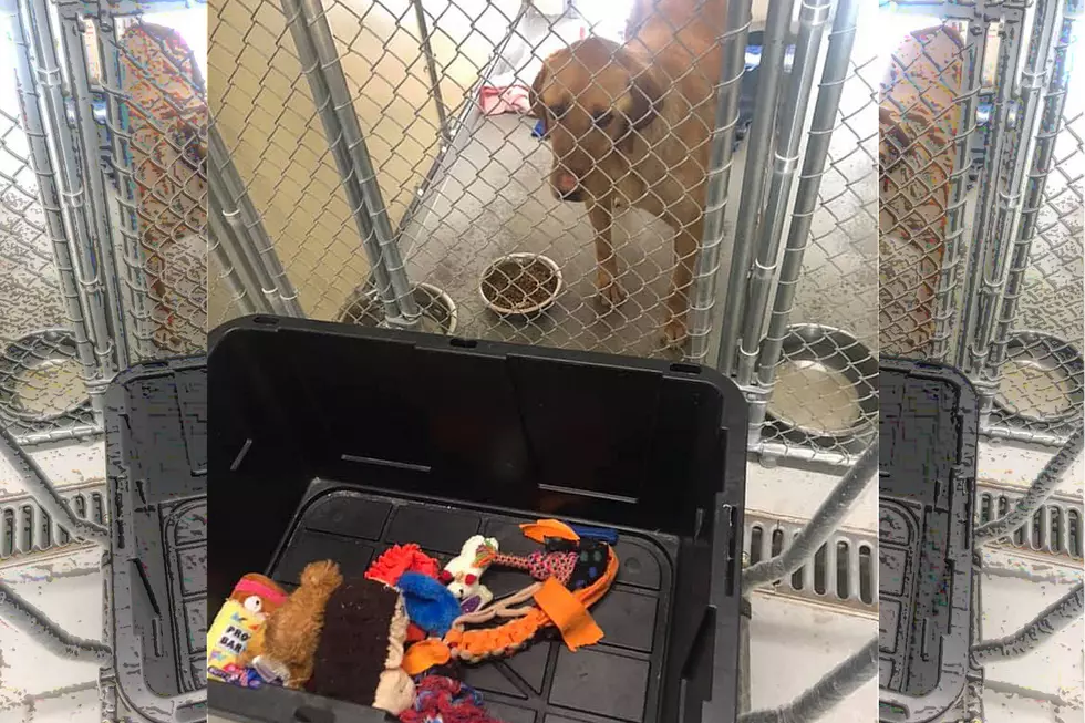 How Can You Help The TF Animal Shelter? They Need Chew Toys