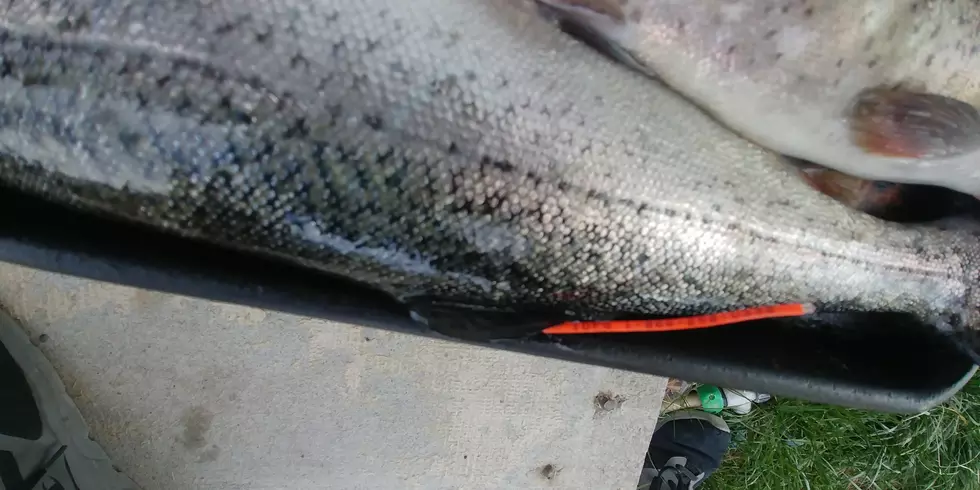 What Should You Do If You Catch A Tagged Fish In Idaho?