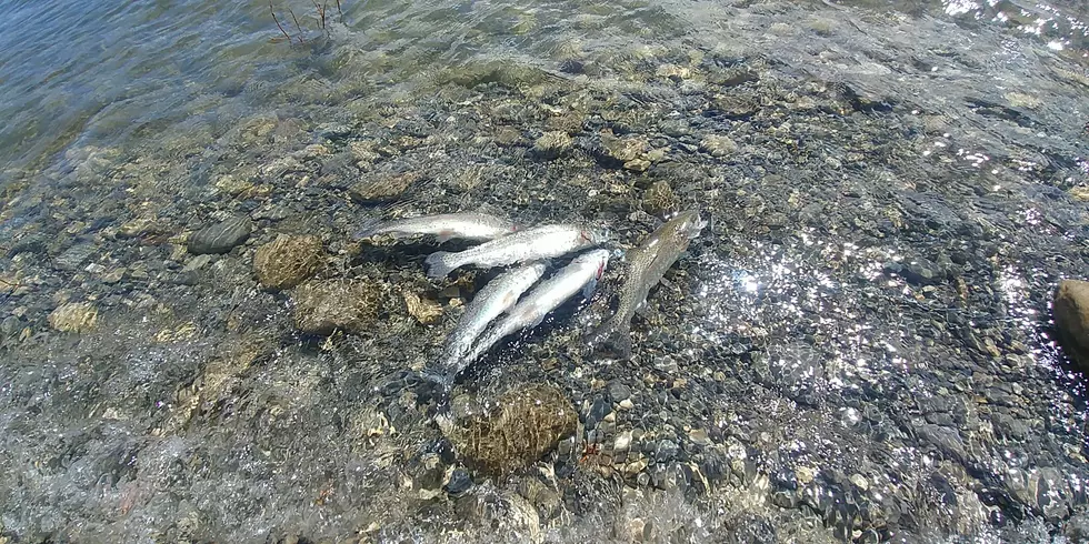 Trout Fishing In Idaho Is Great During Pandemic