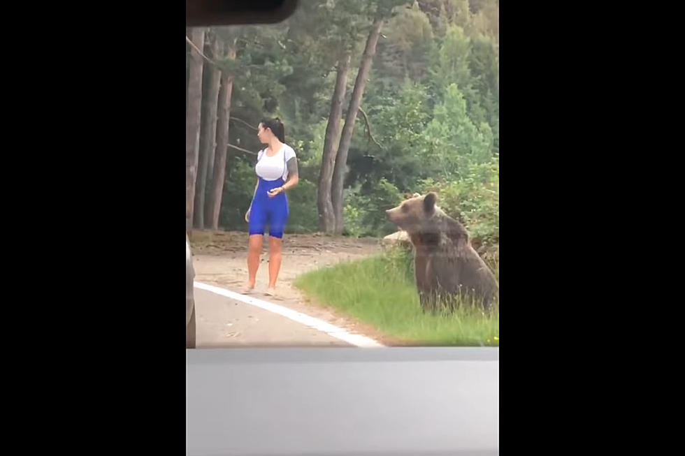 Attention Tourists: Bears Are Still Dangerous Wild Animals