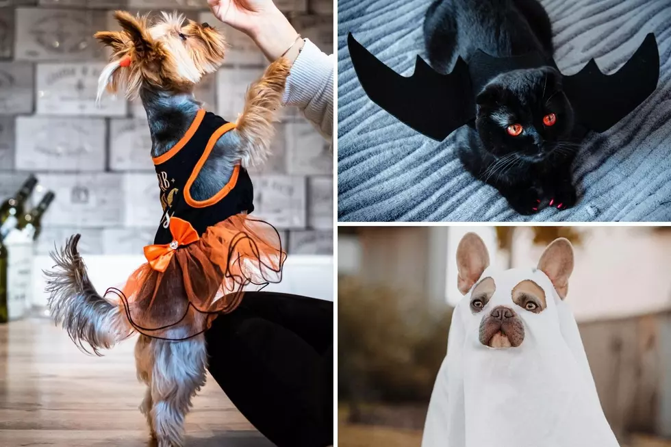 7 of the Coolest Halloween Costumes for Idaho Pets