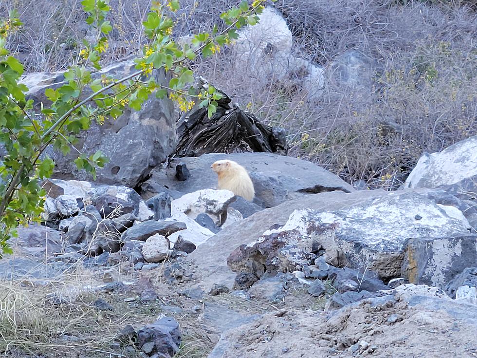 Rare Albino Rock Chuck Seen Chilling in Beautiful Idaho Canyon