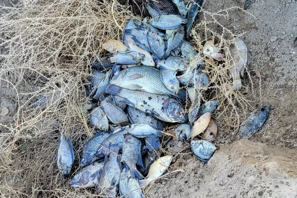 Dozens Of Fish Found Dumped In Snake River Canyon, Idaho