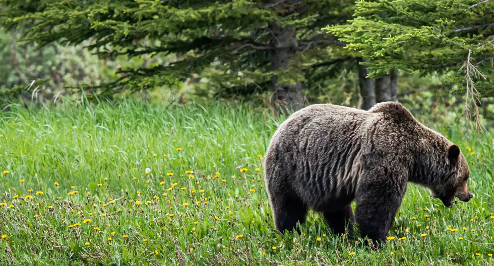 This Angry Yellowstone Grizzly Bear Charged a Park Ranger