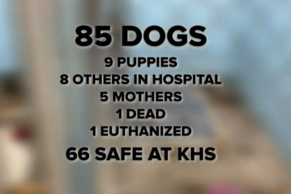 More Than 80 Adorable Dogs Found Abandoned in Kellogg, Idaho Home