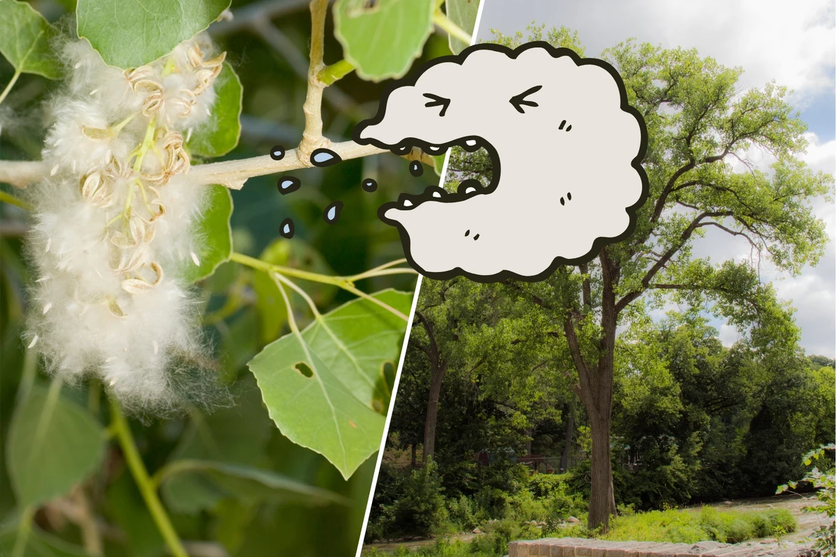 What's Up With All The White Fluff? Why Cottonwood Trees Are Seeding Like  Crazy This Year