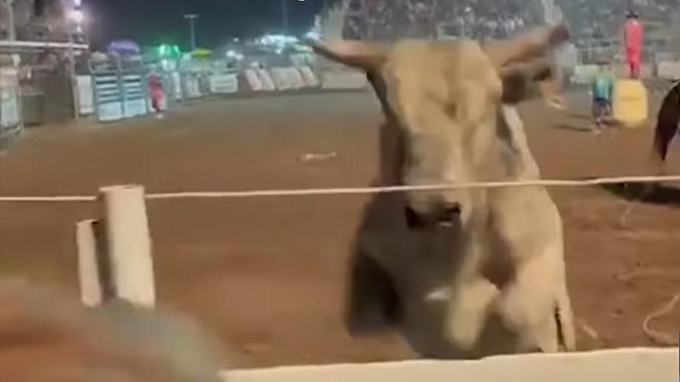 Man Pulls Gun on Huge Bull That Hopped Safety Fence at Idaho Rodeo