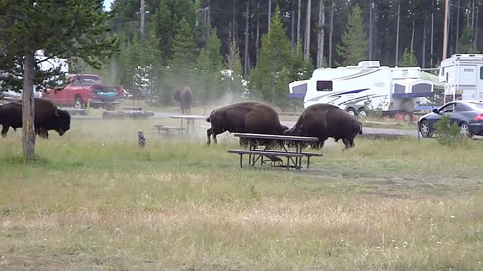 Watch 2 Angry Yellowstone Bison Battle in an Occupied Campground