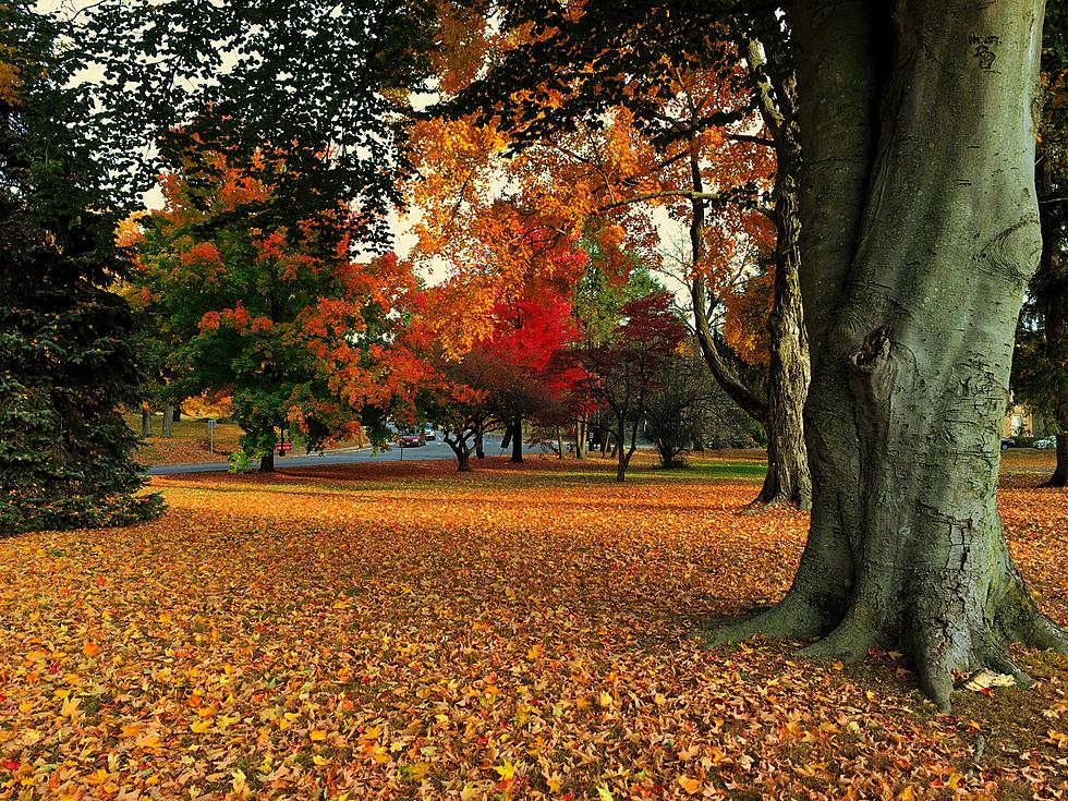 Balls of Leaves in Your Idaho Tree Isn&#8217;t a Birds Nest