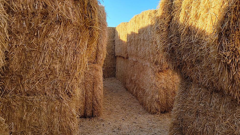 Get Lost in Southern Idaho at Tubbs&#8217; Straw Maze for Memorable Family Fun