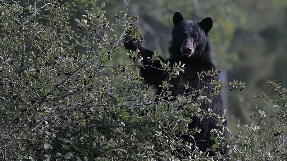 Deadly Bears and Cubs Look Adorable Eating Berries in Yellowstone