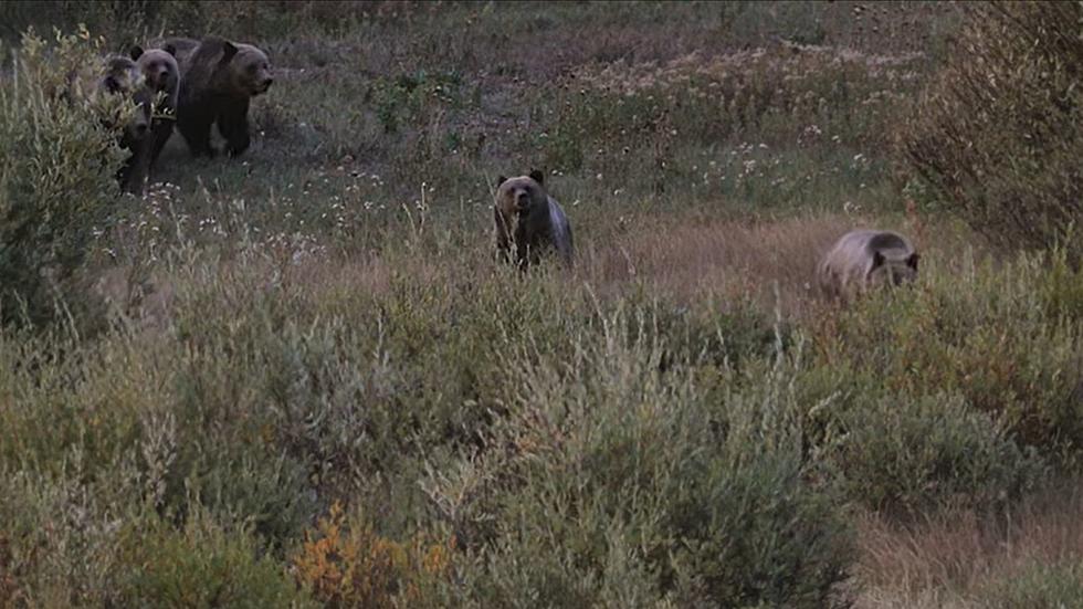 National Park's Grizzly Bear 399 Cubs Have Become Massive Beasts